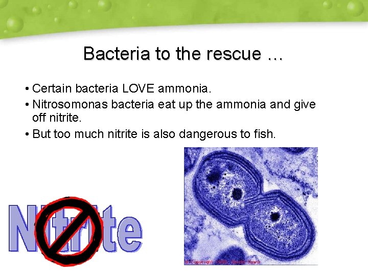 Bacteria to the rescue … • Certain bacteria LOVE ammonia. • Nitrosomonas bacteria eat