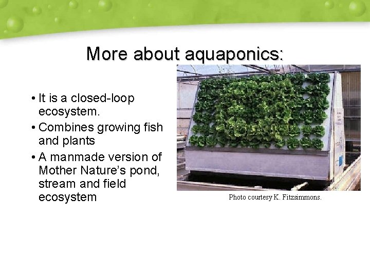 More about aquaponics: • It is a closed-loop ecosystem. • Combines growing fish and