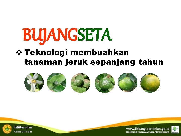 BUJANGSETA v Teknologi membuahkan tanaman jeruk sepanjang tahun BUJANGSETA v Teknologi membuahkan tanaman jeruk sepanjang tahun