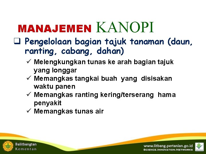 MANAJEMEN KANOPI q Pengelolaan bagian tajuk tanaman (daun, ranting, cabang, dahan) ü Melengkungkan tunas MANAJEMEN KANOPI q Pengelolaan bagian tajuk tanaman (daun, ranting, cabang, dahan) ü Melengkungkan tunas