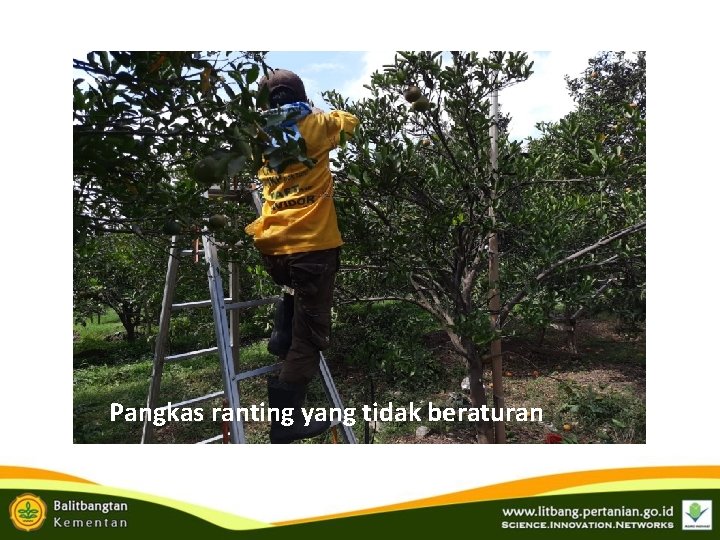 Pangkas ranting yang tidak beraturan Pangkas ranting yang tidak beraturan