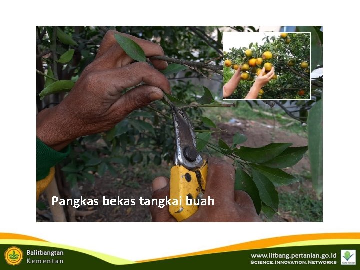 Pangkas bekas tangkai buah Pangkas bekas tangkai buah