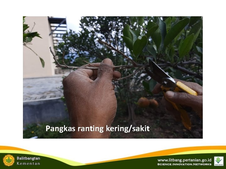 Pangkas ranting kering/sakit Pangkas ranting kering/sakit