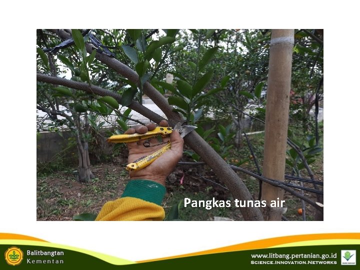 Pangkas tunas air Pangkas tunas air