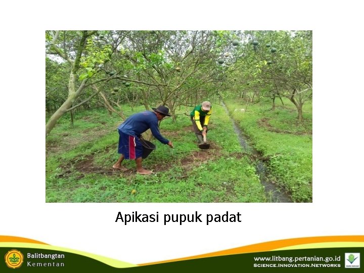 Apikasi pupuk padat Apikasi pupuk padat