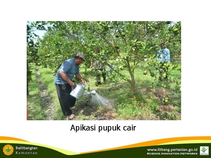 Apikasi pupuk cair Apikasi pupuk cair