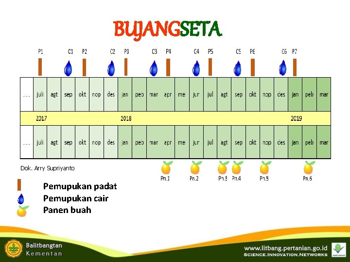 BUJANGSETA Dok. Arry Supriyanto Pemupukan padat Pemupukan cair Panen buah BUJANGSETA Dok. Arry Supriyanto Pemupukan padat Pemupukan cair Panen buah