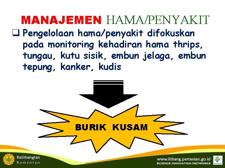 MANAJEMEN HAMA/PENYAKIT q Pengelolaan hama/penyakit difokuskan pada monitoring kehadiran hama thrips, tungau, kutu sisik, MANAJEMEN HAMA/PENYAKIT q Pengelolaan hama/penyakit difokuskan pada monitoring kehadiran hama thrips, tungau, kutu sisik,