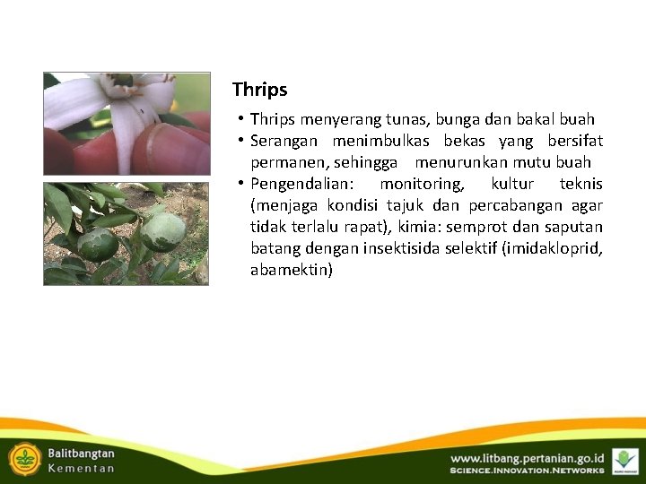 Thrips • Thrips menyerang tunas, bunga dan bakal buah • Serangan menimbulkas bekas yang Thrips • Thrips menyerang tunas, bunga dan bakal buah • Serangan menimbulkas bekas yang