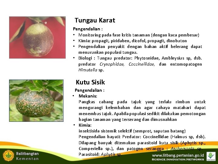 Tungau Karat Pengendalian : • Monitoring pada fase kritis tanaman (dengan kaca pembesar) • Tungau Karat Pengendalian : • Monitoring pada fase kritis tanaman (dengan kaca pembesar) •