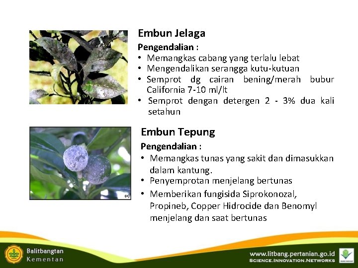 Embun Jelaga Pengendalian : • Memangkas cabang yang terlalu lebat • Mengendalikan serangga kutu-kutuan Embun Jelaga Pengendalian : • Memangkas cabang yang terlalu lebat • Mengendalikan serangga kutu-kutuan