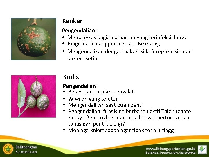 Kanker Pengendalian : • Memangkas bagian tanaman yang terinfeksi berat • fungisida b. a Kanker Pengendalian : • Memangkas bagian tanaman yang terinfeksi berat • fungisida b. a
