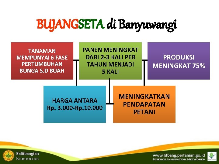BUJANGSETA di Banyuwangi TANAMAN MEMPUNYAI 6 FASE PERTUMBUHAN BUNGA S. D BUAH PANEN MENINGKAT BUJANGSETA di Banyuwangi TANAMAN MEMPUNYAI 6 FASE PERTUMBUHAN BUNGA S. D BUAH PANEN MENINGKAT