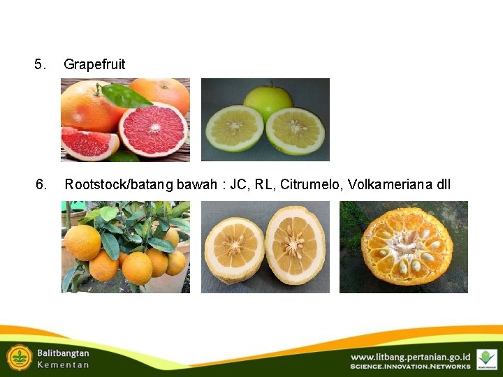 5. Grapefruit 6. Rootstock/batang bawah : JC, RL, Citrumelo, Volkameriana dll 5. Grapefruit 6. Rootstock/batang bawah : JC, RL, Citrumelo, Volkameriana dll