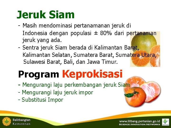 Jeruk Siam - Masih mendominasi pertanamanan jeruk di Indonesia dengan populasi ± 80% dari Jeruk Siam - Masih mendominasi pertanamanan jeruk di Indonesia dengan populasi ± 80% dari