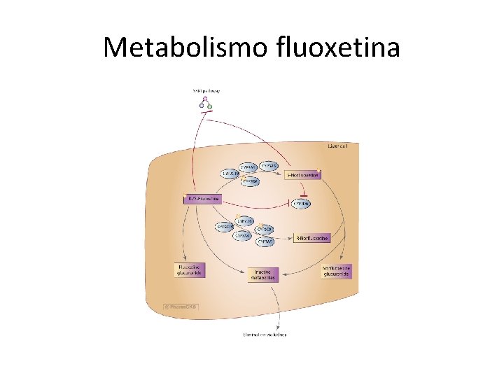 Metabolismo fluoxetina 