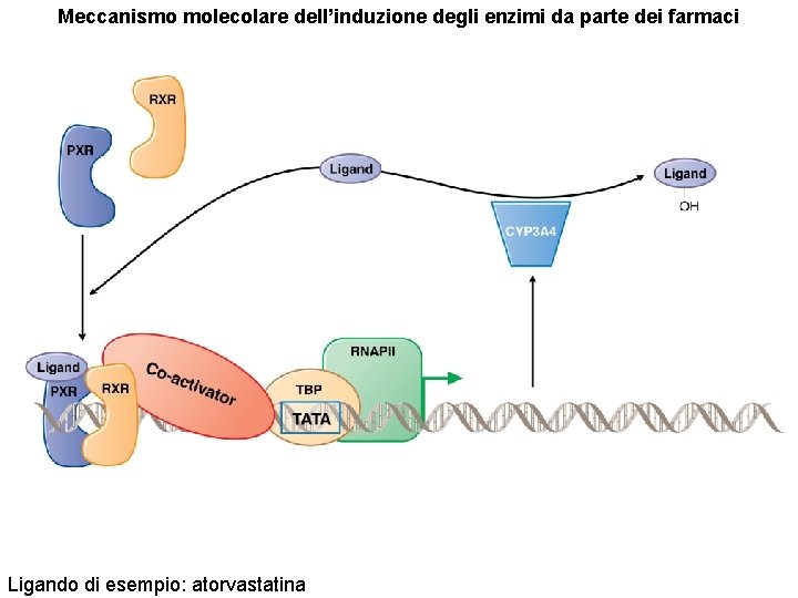 Meccanismo molecolare dell’induzione degli enzimi da parte dei farmaci Ligando di esempio: atorvastatina 