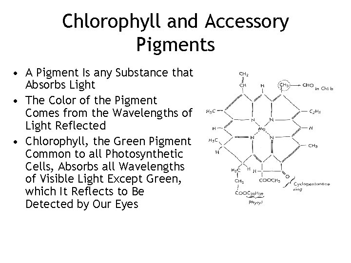 Chlorophyll and Accessory Pigments • A Pigment Is any Substance that Absorbs Light •