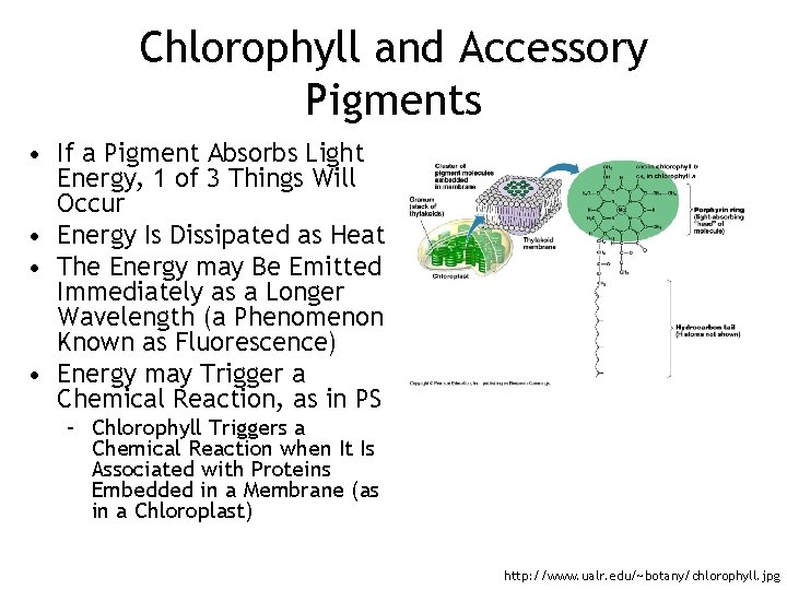 Chlorophyll and Accessory Pigments • If a Pigment Absorbs Light Energy, 1 of 3