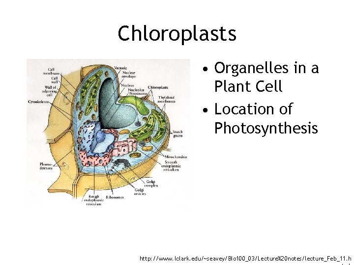 Chloroplasts • Organelles in a Plant Cell • Location of Photosynthesis http: //www. lclark.