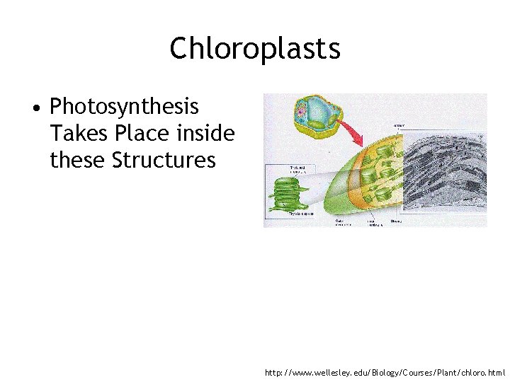 Chloroplasts • Photosynthesis Takes Place inside these Structures http: //www. wellesley. edu/Biology/Courses/Plant/chloro. html 