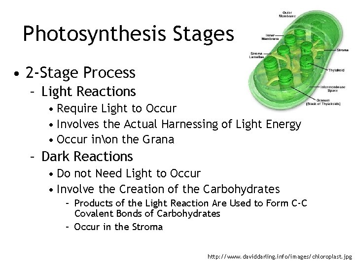 Photosynthesis Stages • 2 -Stage Process – Light Reactions • Require Light to Occur