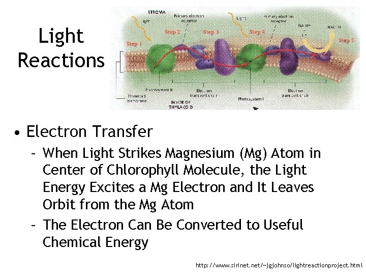 Light Reactions • Electron Transfer – When Light Strikes Magnesium (Mg) Atom in Center