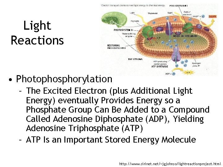 Light Reactions • Photophosphorylation – The Excited Electron (plus Additional Light Energy) eventually Provides