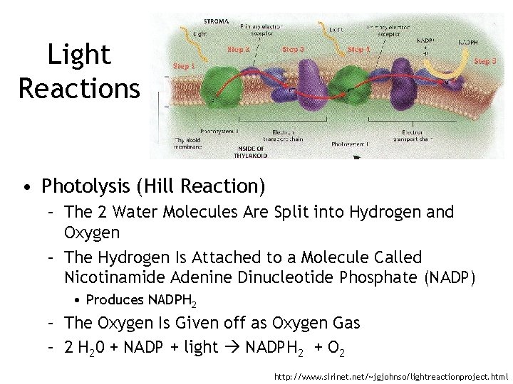 Light Reactions • Photolysis (Hill Reaction) – The 2 Water Molecules Are Split into