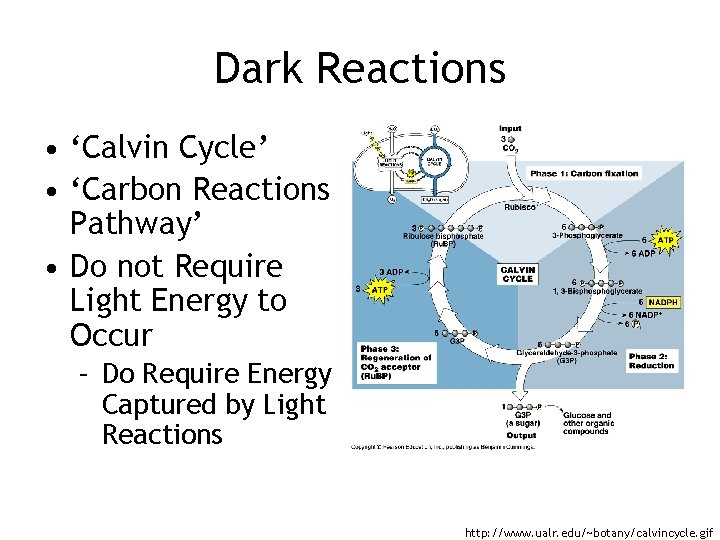 Dark Reactions • ‘Calvin Cycle’ • ‘Carbon Reactions Pathway’ • Do not Require Light