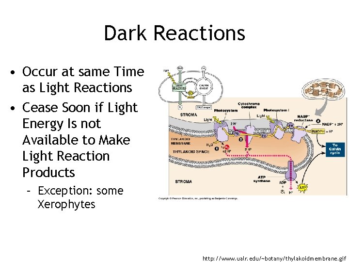 Dark Reactions • Occur at same Time as Light Reactions • Cease Soon if