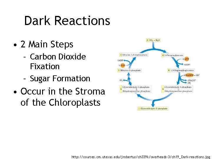 Dark Reactions • 2 Main Steps – Carbon Dioxide Fixation – Sugar Formation •