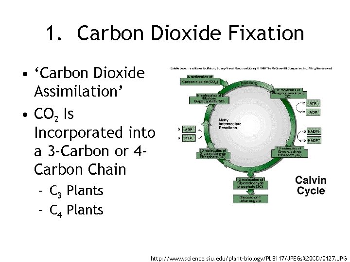 1. Carbon Dioxide Fixation • ‘Carbon Dioxide Assimilation’ • CO 2 Is Incorporated into