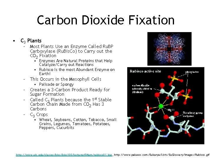 Carbon Dioxide Fixation • C 3 Plants – Most Plants Use an Enzyme Called