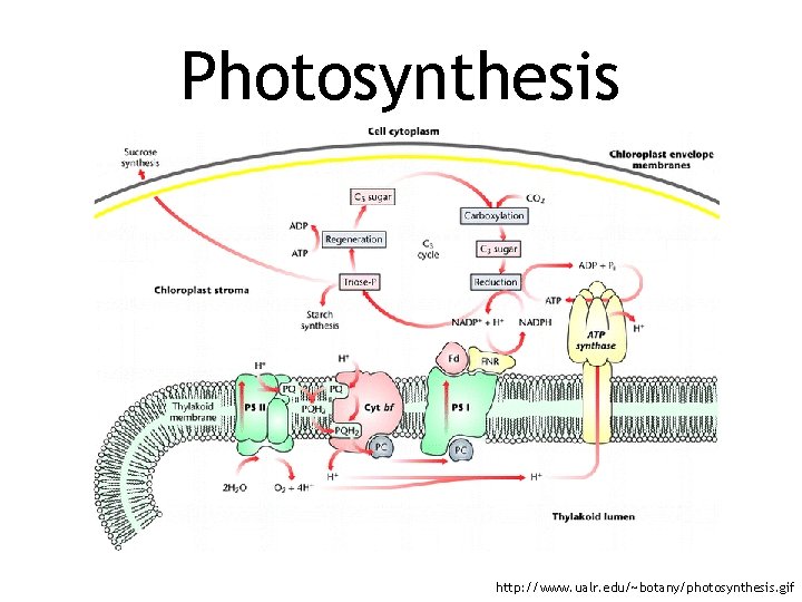 Photosynthesis http: //www. ualr. edu/~botany/photosynthesis. gif 