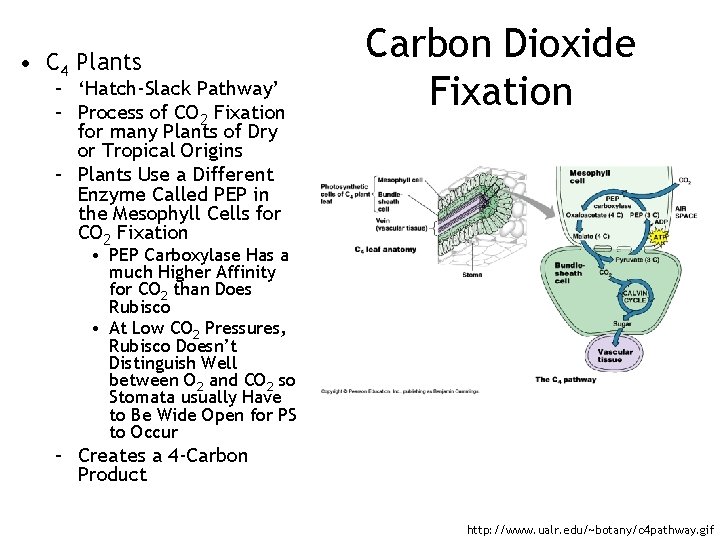  • C 4 Plants – ‘Hatch-Slack Pathway’ – Process of CO 2 Fixation