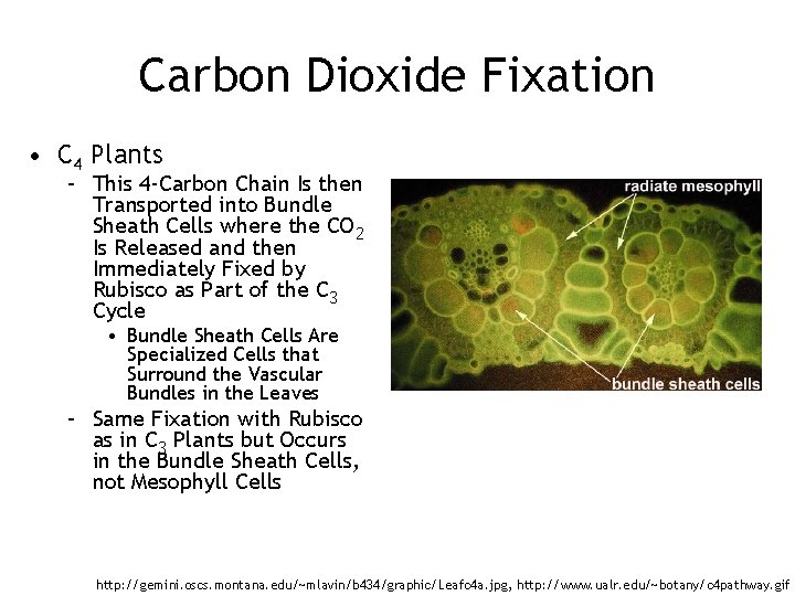 Carbon Dioxide Fixation • C 4 Plants – This 4 -Carbon Chain Is then