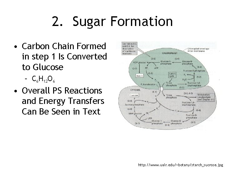 2. Sugar Formation • Carbon Chain Formed in step 1 Is Converted to Glucose