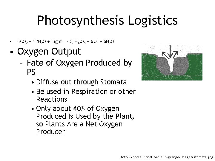 Photosynthesis Logistics • 6 CO 2 + 12 H 2 O + Light →