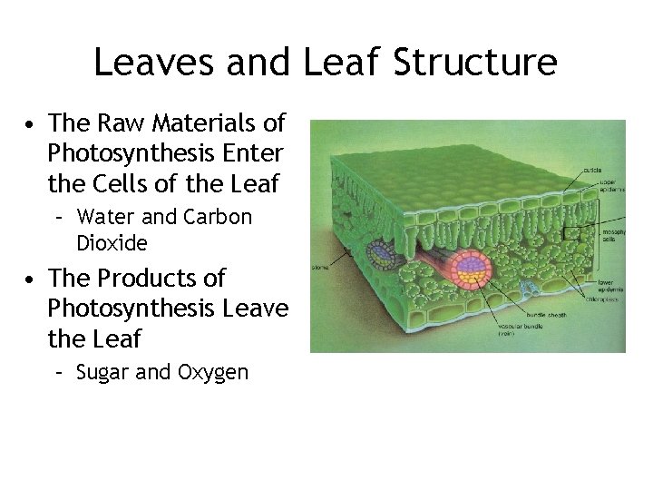 Leaves and Leaf Structure • The Raw Materials of Photosynthesis Enter the Cells of