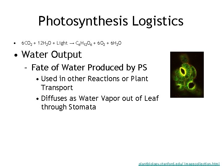 Photosynthesis Logistics • 6 CO 2 + 12 H 2 O + Light →