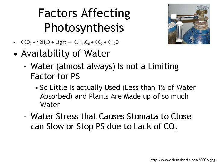 Factors Affecting Photosynthesis • 6 CO 2 + 12 H 2 O + Light