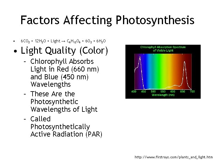 Factors Affecting Photosynthesis • 6 CO 2 + 12 H 2 O + Light