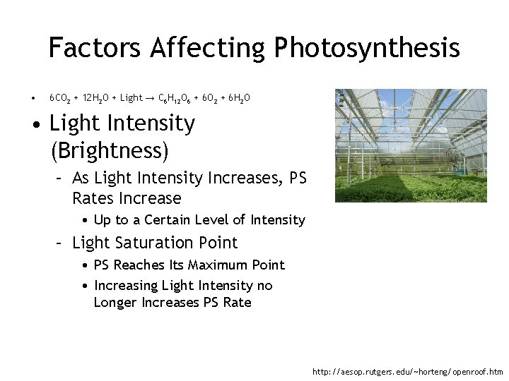 Factors Affecting Photosynthesis • 6 CO 2 + 12 H 2 O + Light