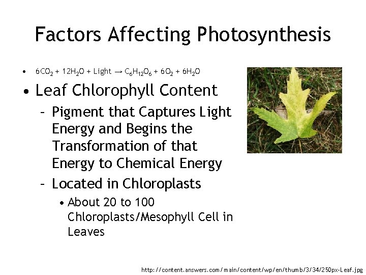 Factors Affecting Photosynthesis • 6 CO 2 + 12 H 2 O + Light