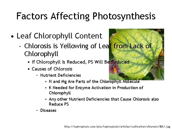 Factors Affecting Photosynthesis • Leaf Chlorophyll Content – Chlorosis is Yellowing of Leaf from
