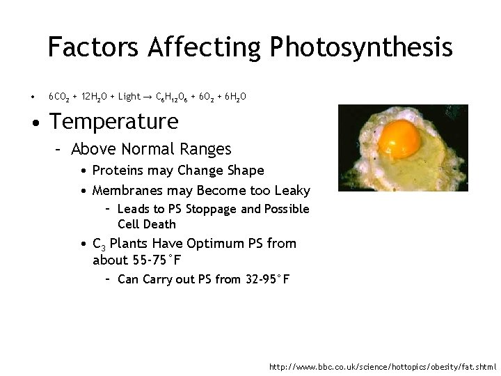 Factors Affecting Photosynthesis • 6 CO 2 + 12 H 2 O + Light