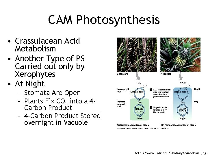 CAM Photosynthesis • Crassulacean Acid Metabolism • Another Type of PS Carried out only