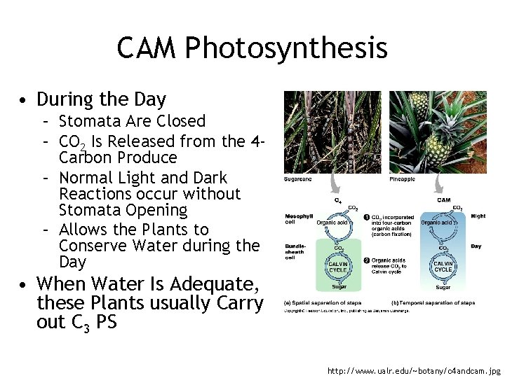 CAM Photosynthesis • During the Day – Stomata Are Closed – CO 2 Is