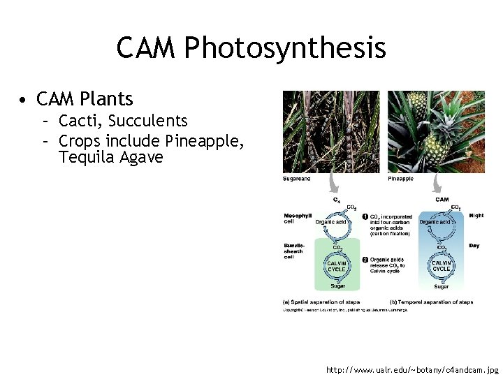 CAM Photosynthesis • CAM Plants – Cacti, Succulents – Crops include Pineapple, Tequila Agave